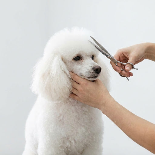 Professional Dog Grooming Scissor Set — 4 Piece